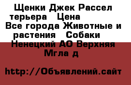 Щенки Джек Рассел терьера › Цена ­ 20 000 - Все города Животные и растения » Собаки   . Ненецкий АО,Верхняя Мгла д.